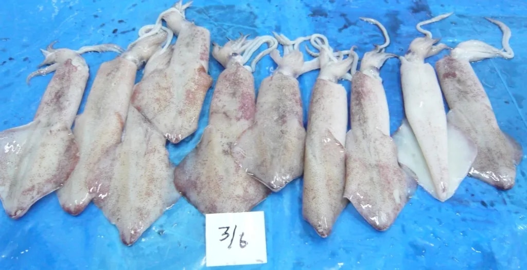 SQUID WHOLE G1 image 1