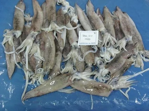 SEMI NEEDLE SQUID (BLOCK) image 1