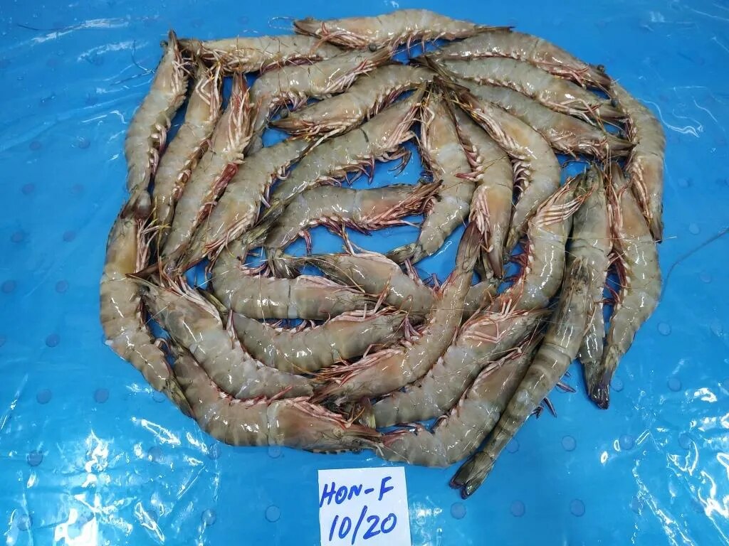 HEAD ON FLOWER SHRIMPS & PRAWNS (BLOCK) image 1