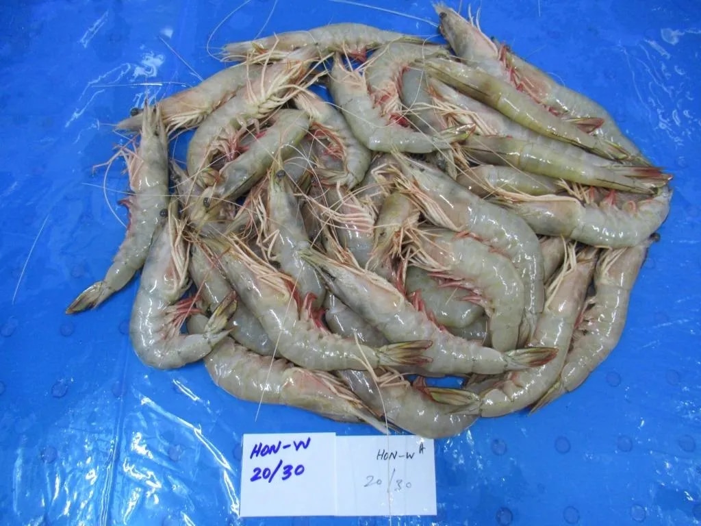 HEAD ON WHITE SHRIMPS/PRAWNS - 20/30 GRADE image 1