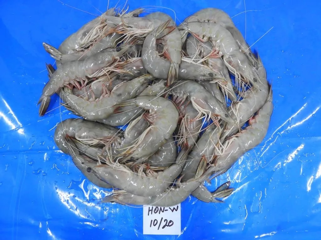 HEAD ON WHITE SHRIMPS/PRAWNS - 10/20 GRADE image 1
