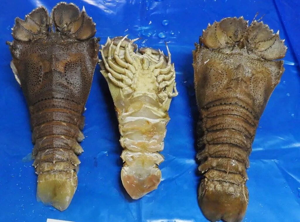 SAND LOBSTER (SLT) image 1