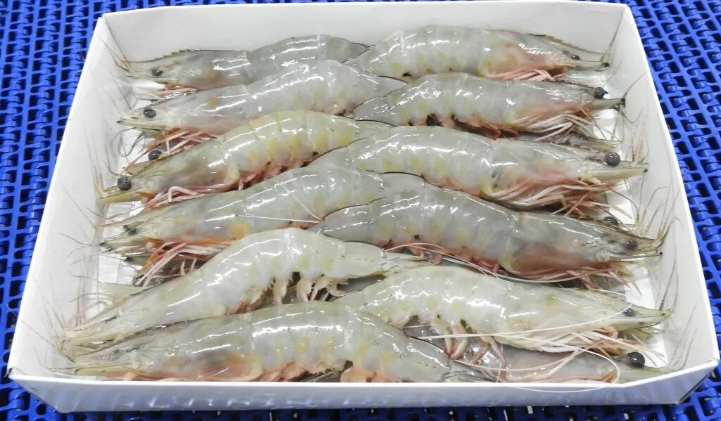 HEAD ON WHITE SHRIMPS/PRAWNS - SEMI IQF image 1