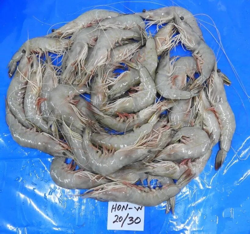 HEAD ON WHITE PRAWNS image 1