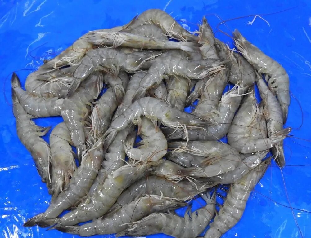 HEAD ON VANNAMEI SHRIMPS/PRAWNS image 1