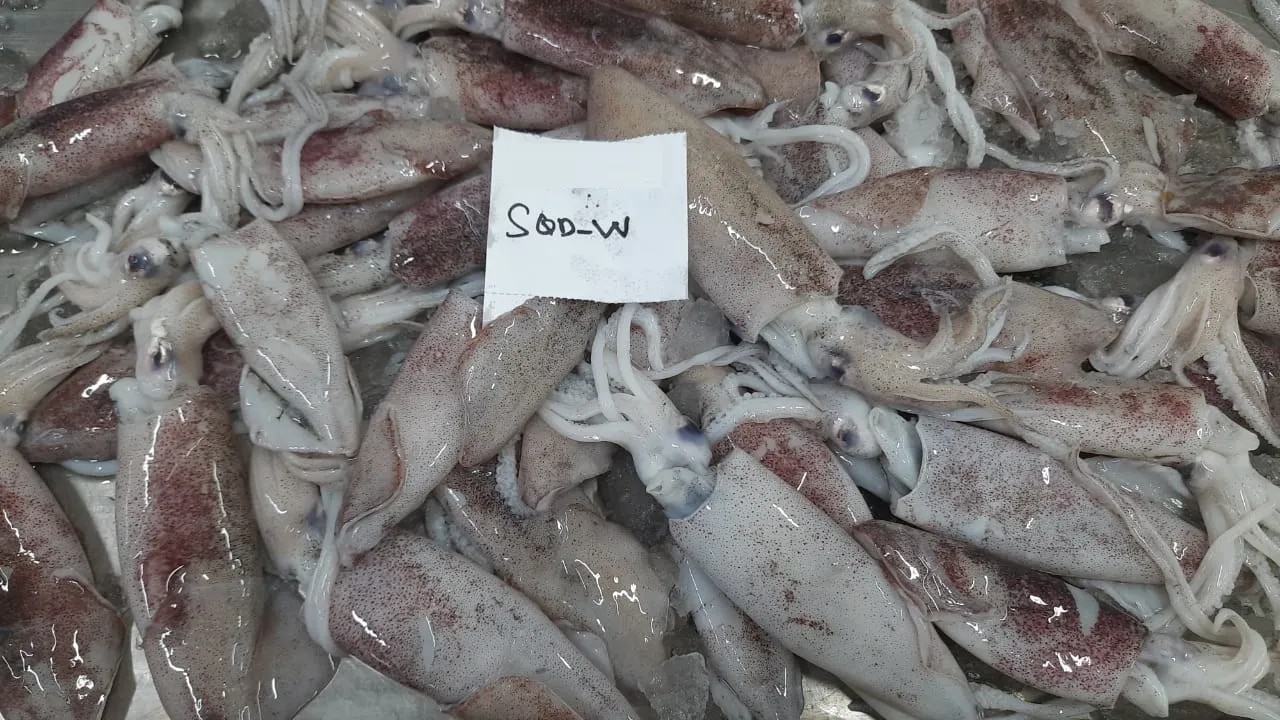 SQUID WHOLE ROUND(LOLIGO) image 1