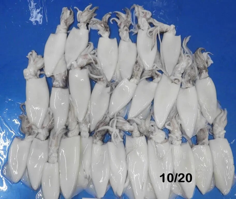 SQUID WHOLE CLEANED image 1
