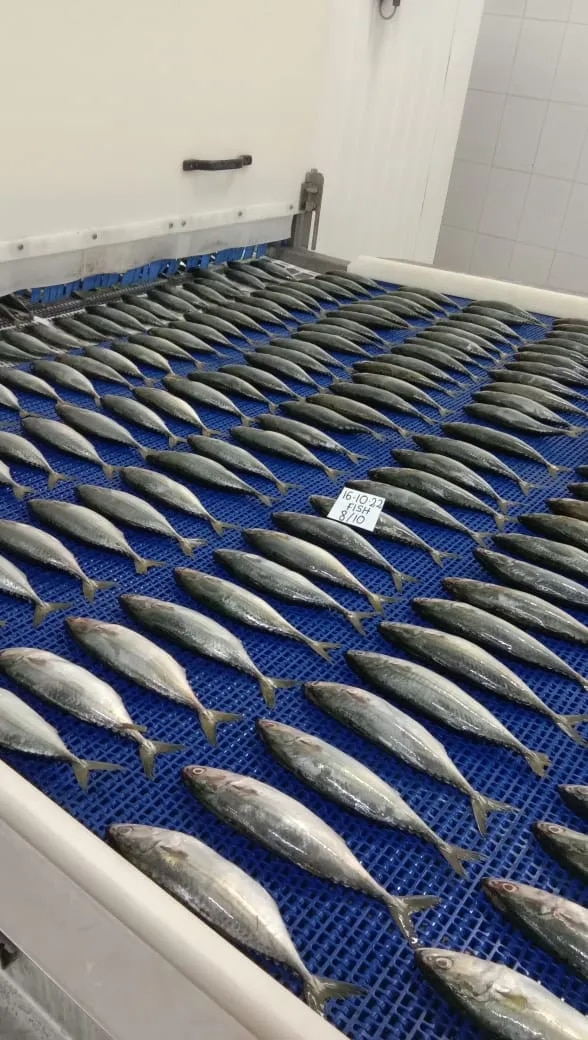 Indian mackerel Fish - IQF image 1
