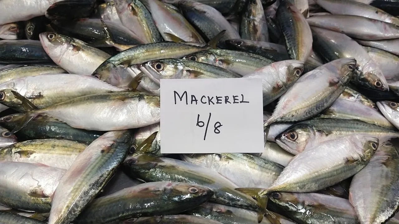 INDIAN MACKEREL FISH (IQF) image 1