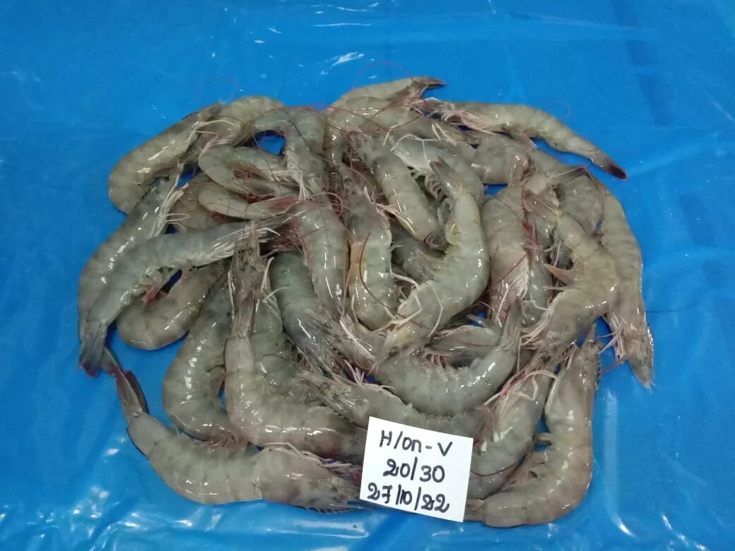 HEAD ON VANNAMEI 20/30 GRADE SHRIMPS/ PRAWNS image 1