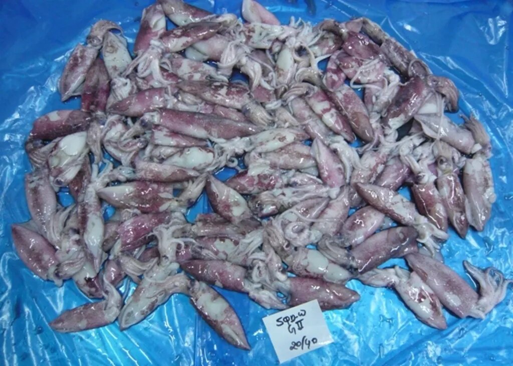 SQUID WHOLE (LOLIGO) - G2 image 1