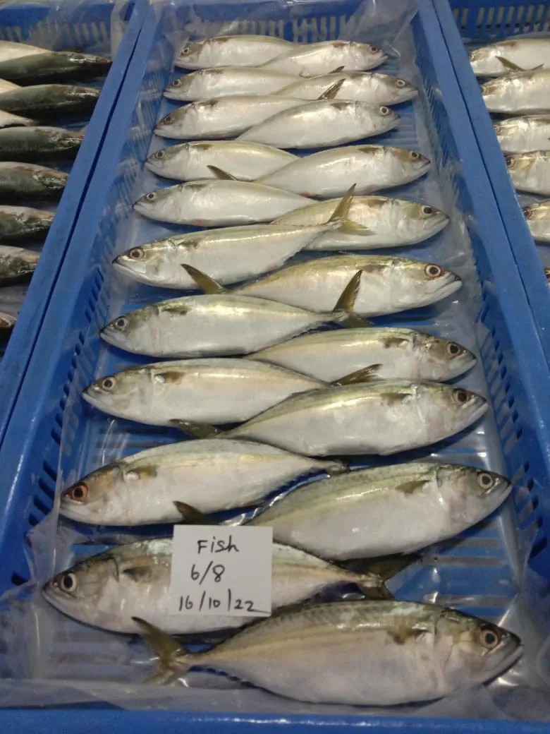 INDIAN MACKEREL FISH (IQF) image 1
