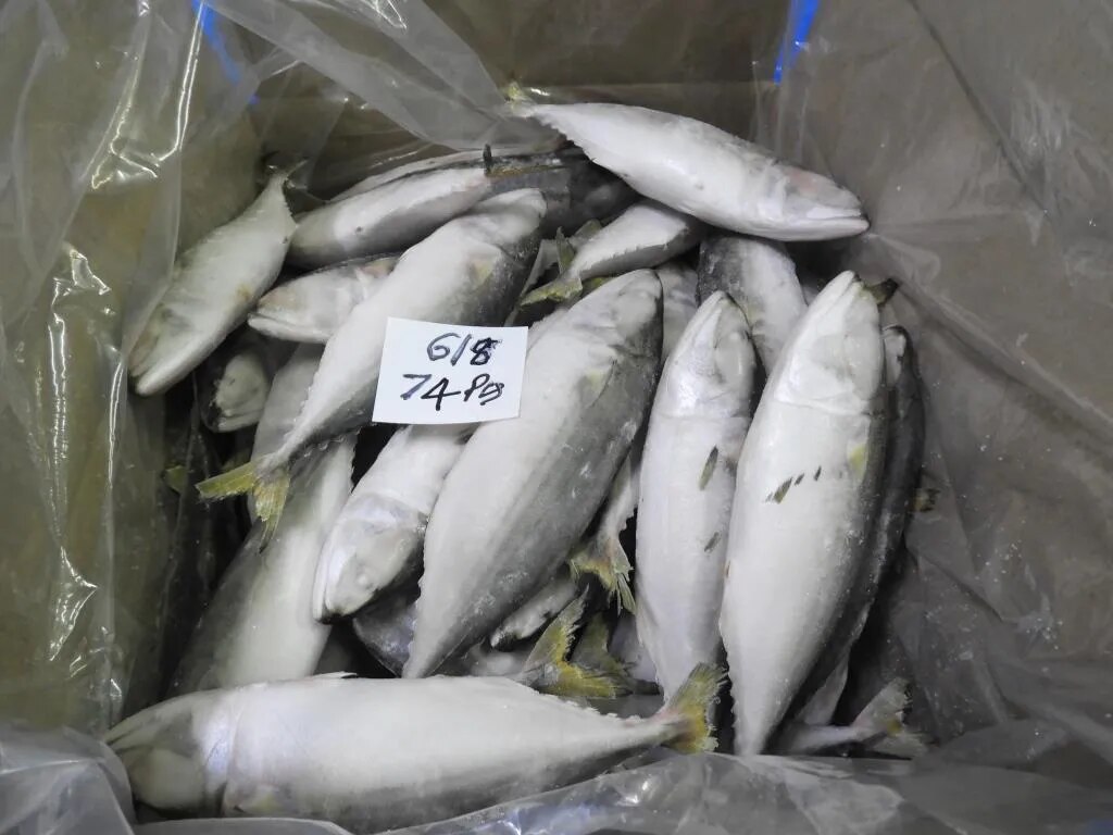 Indian Mackerel fish 6/8 grade (IQF) image 1