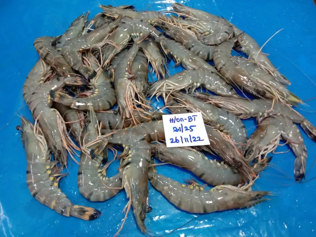 Head on Black Tiger Shrimps image 1