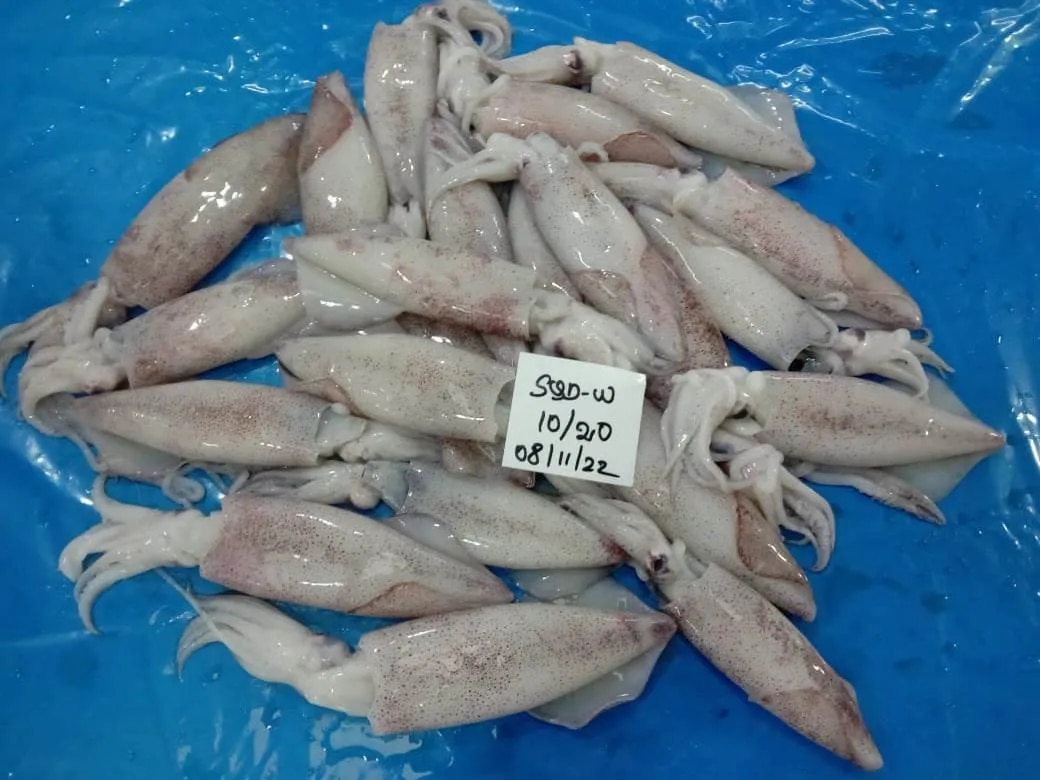 Frozen Squid Whole (Grade-1) image 1