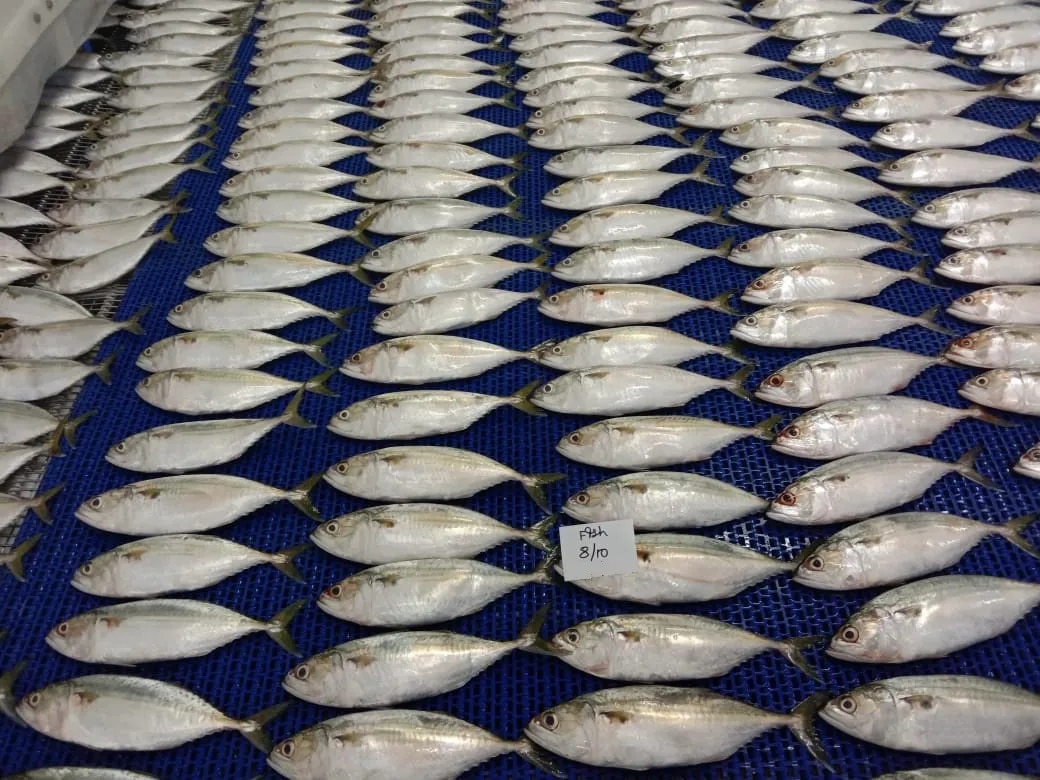 Indian Mackerel fish (IQF) image 1