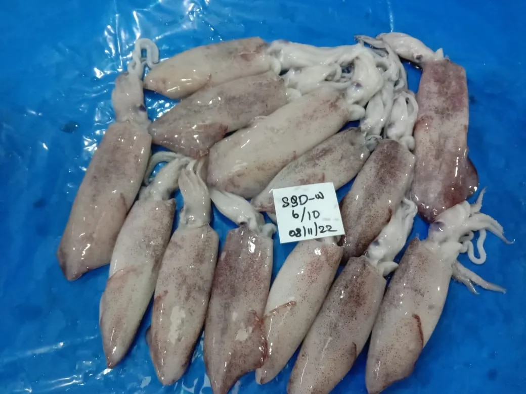 Squid Whole Round Fish (Loligo) image 1