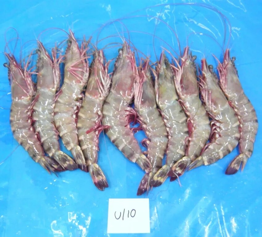 Head on Sea Tiger Shrimps & Prawns image 1