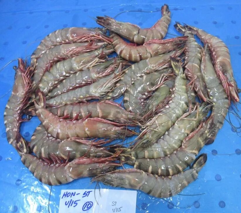 HEAD ON SEA TIGER SHRIMPS image 1