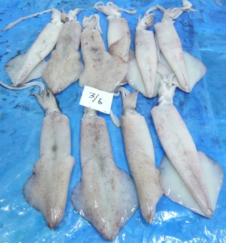 SQUID image 1