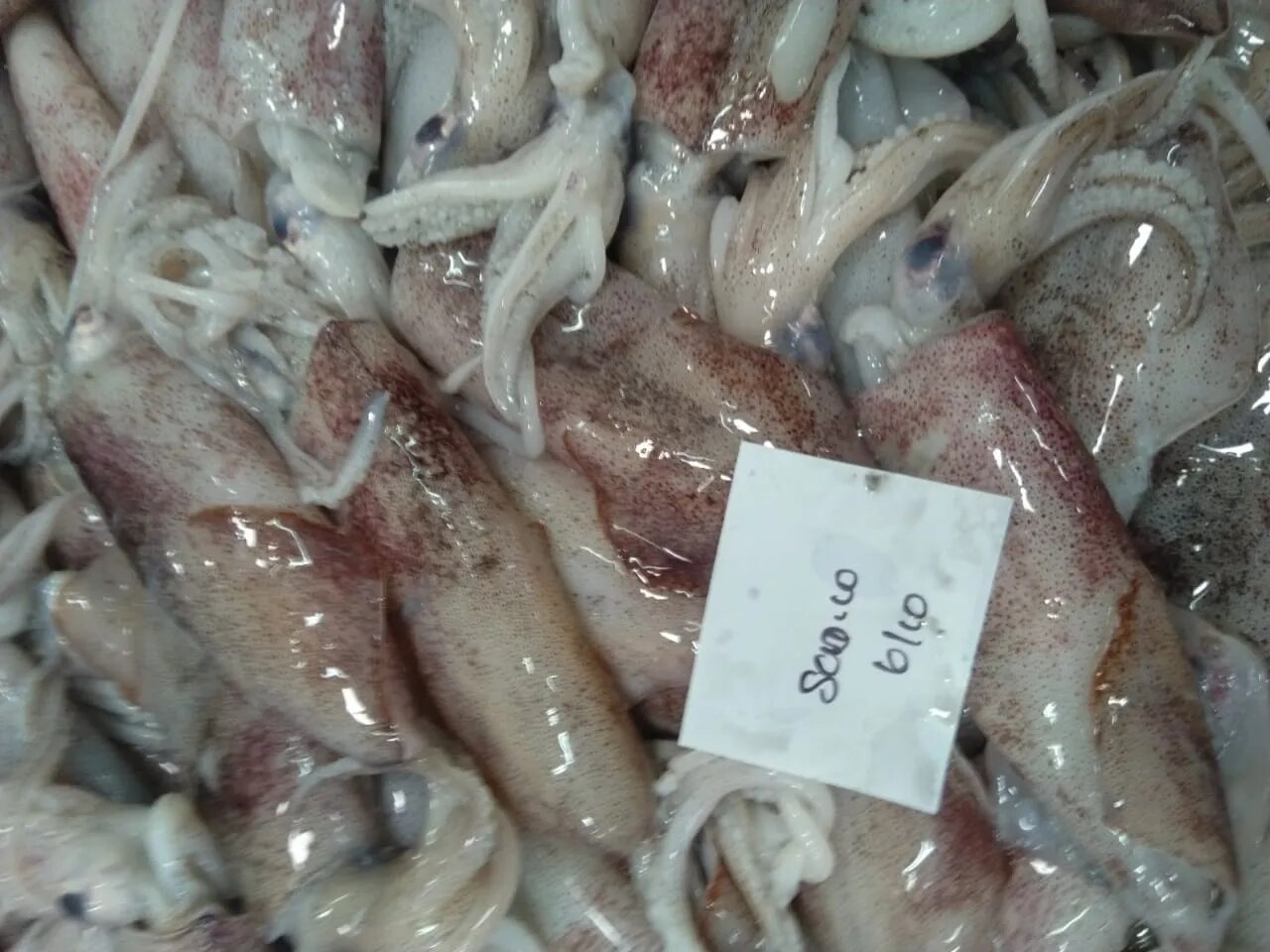 Squid Whole Round (Grade-1) image 1