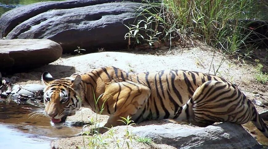 Madhya-Pradesh-KHAJURAHO JABALPUR WITH PANNA NATIONAL PARK image 1