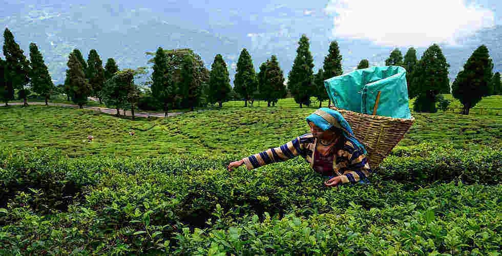 Sikkim-Darjeeling-DARJEELING GANGTOK PELLING image 1