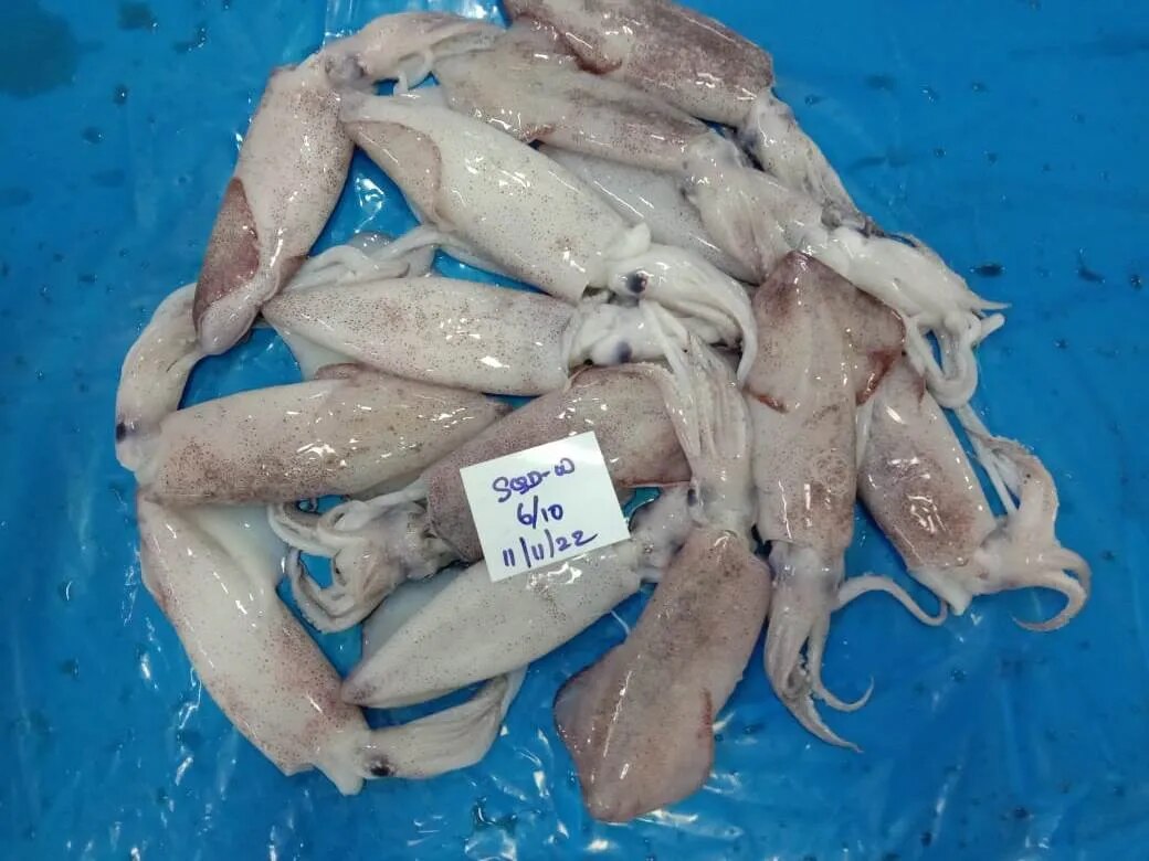 Squid Whole Round (Grade-1) image 1