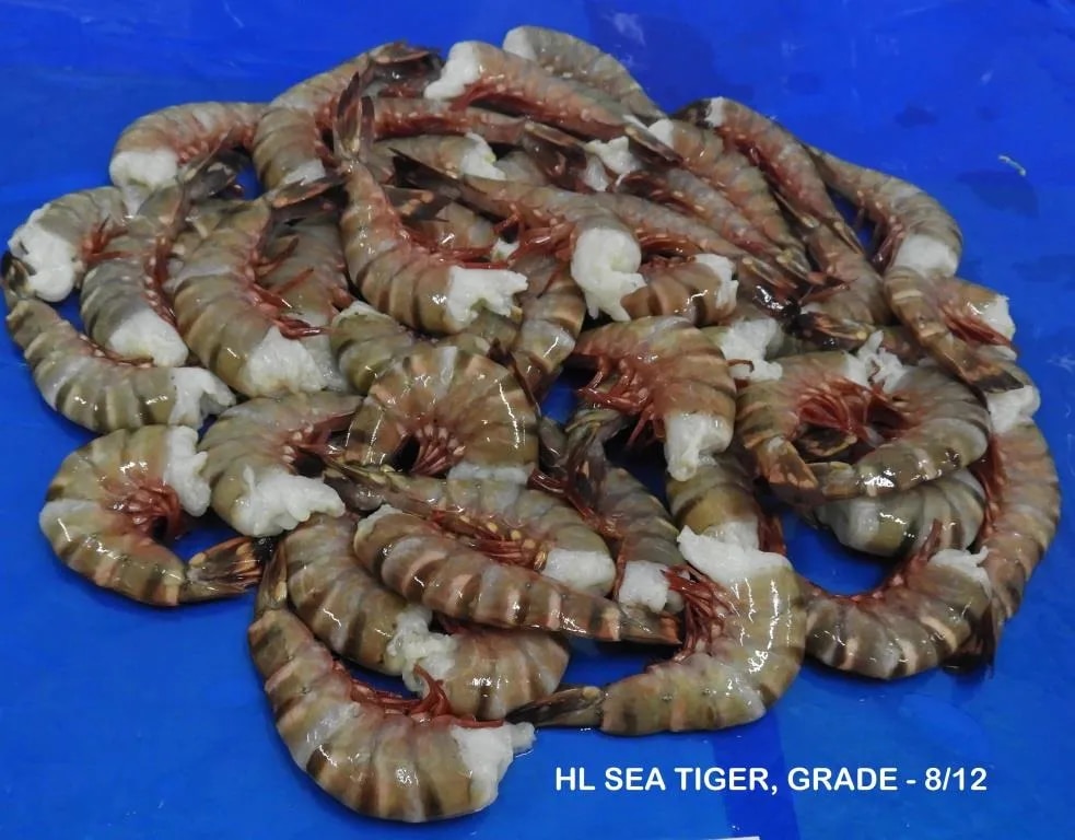 Headless Sea Tiger Shrimps/Prawns image 1