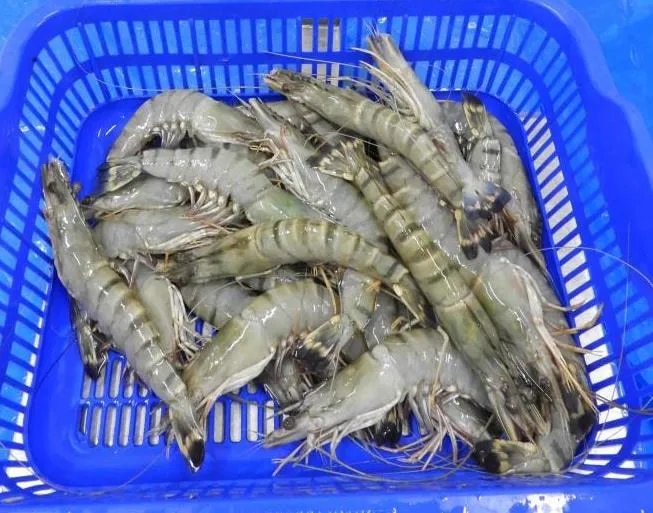 Head on Black Tiger Prawns image 1