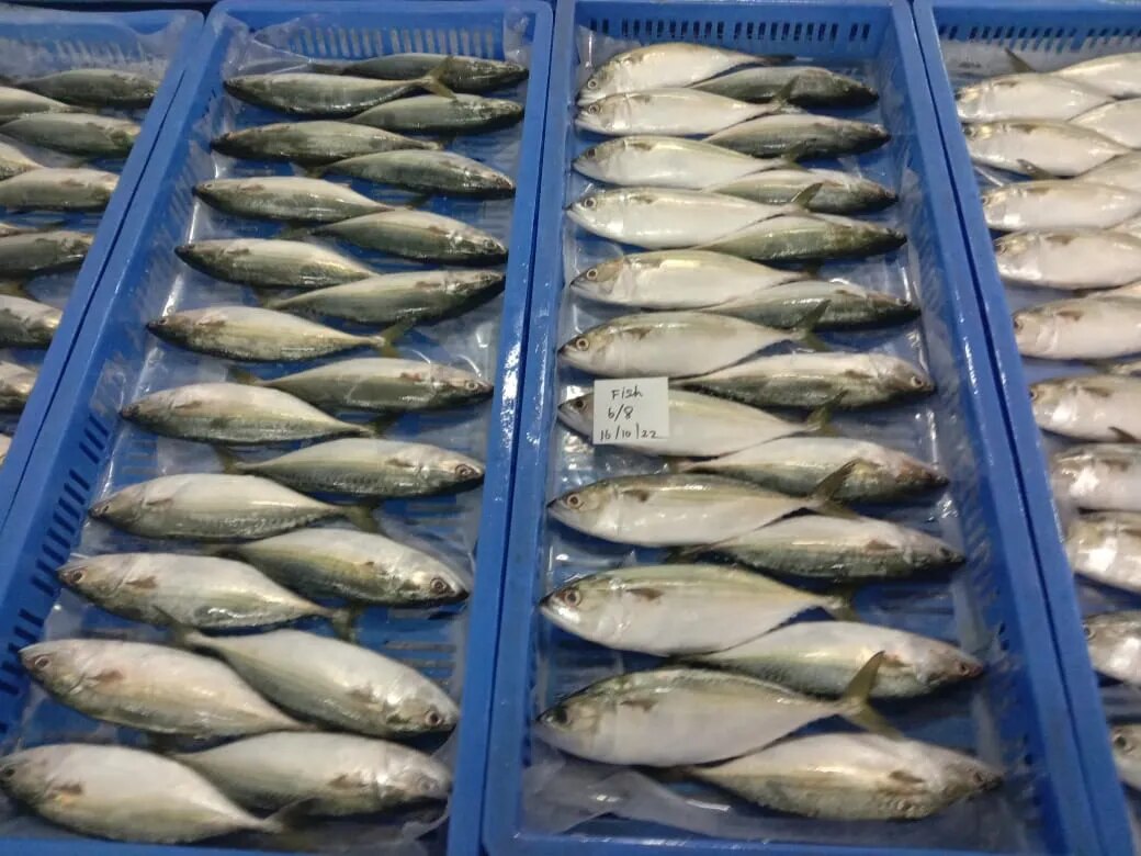 Indian Mackerel fish (IQF) image 1