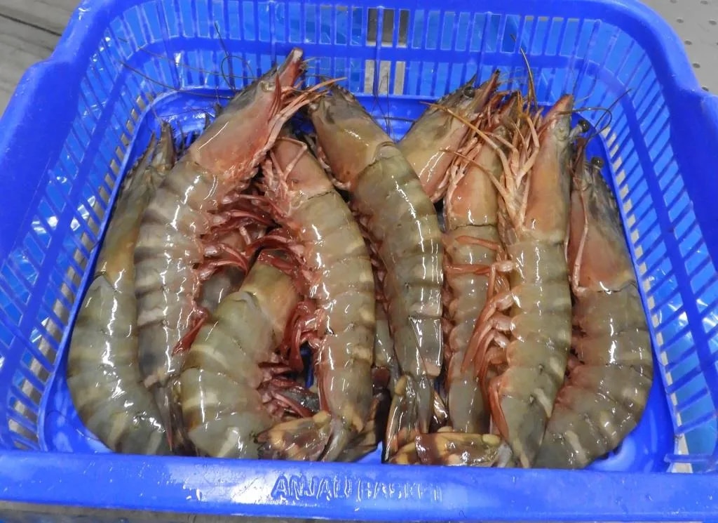 Head on Sea Tiger Shrimps/Prawns image 1