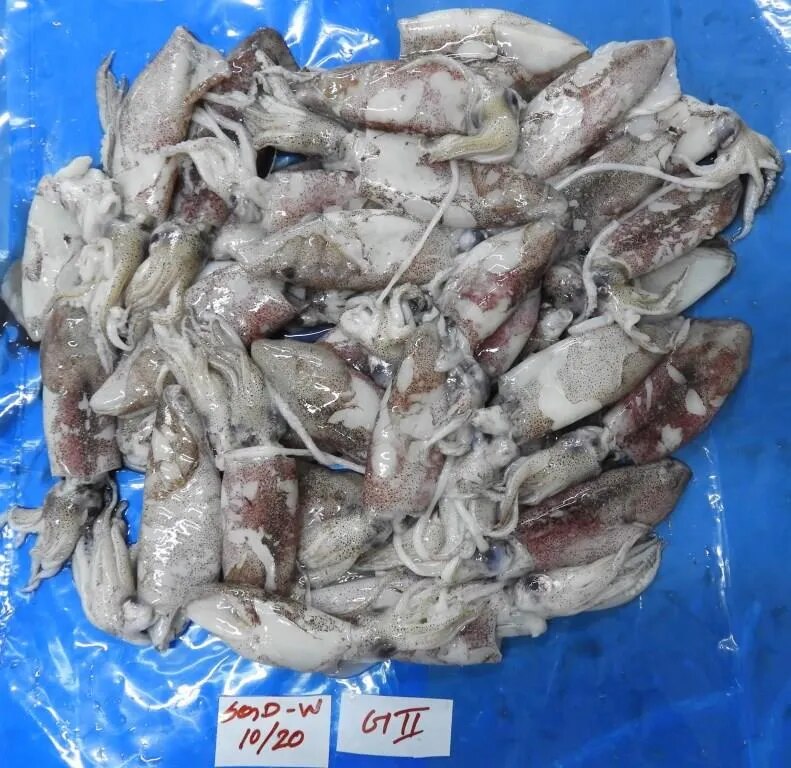 Squid whole fish (IQF) image 1