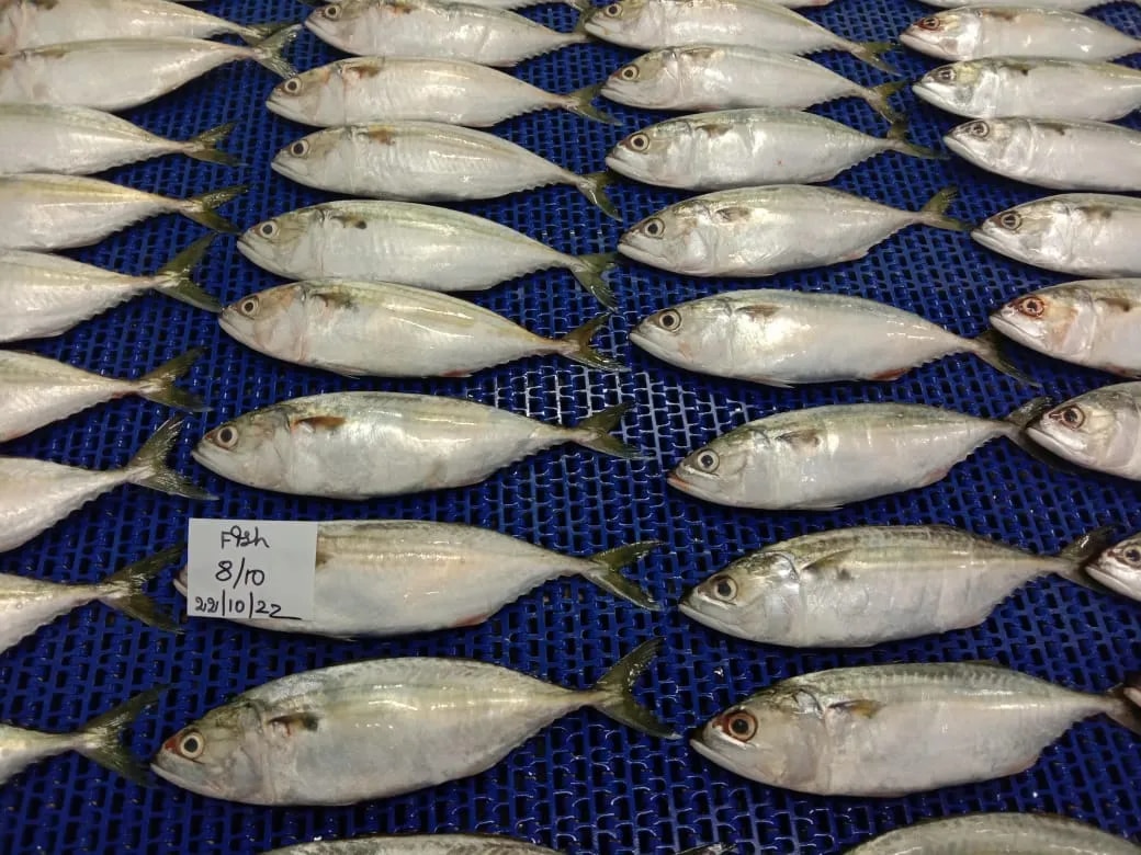 Indian Mackerel fish (IQF) image 1
