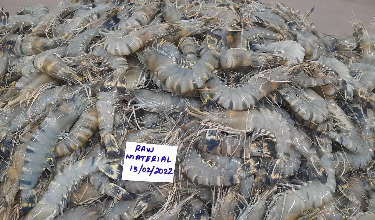 Head on Black Tiger Shrimps image 1