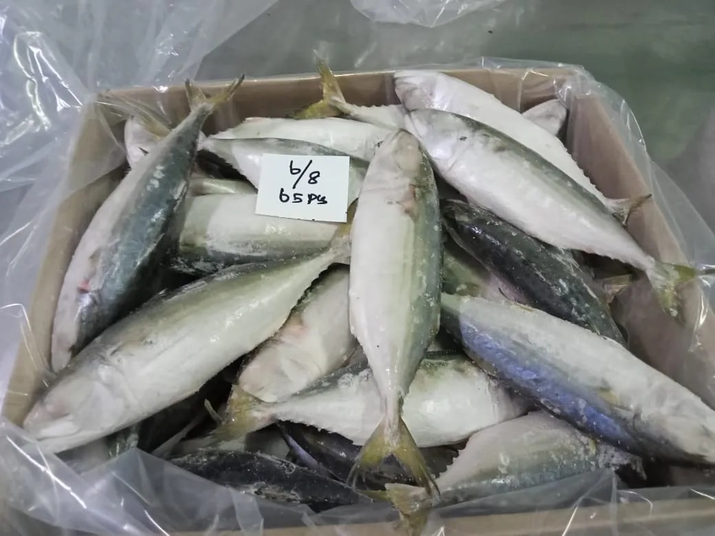 Indian Mackerel fish (IQF) image 1