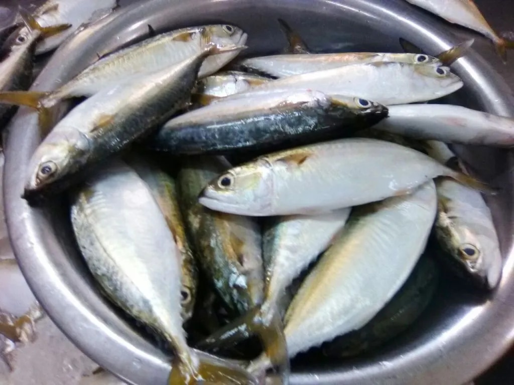 Indian Mackerel fish (IQF) image 1