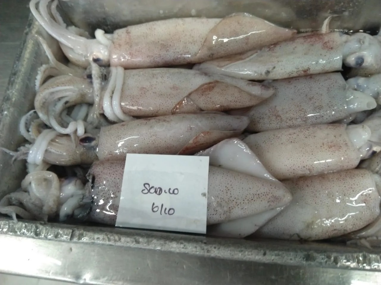 Squid Whole (Grade-1) image 1