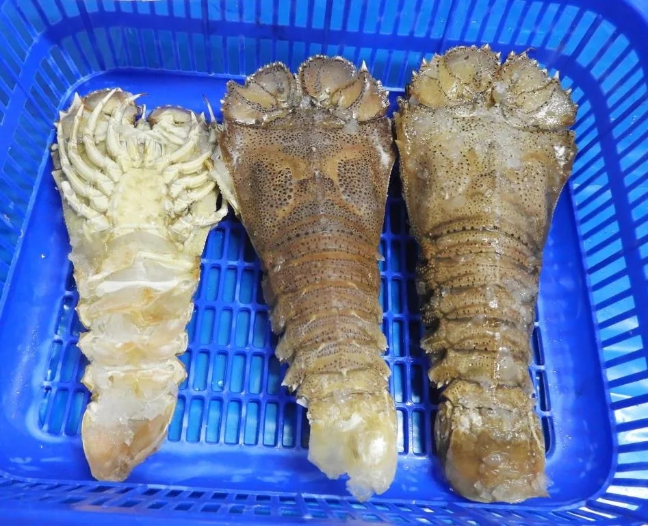 Sand Lobster (SLT) image 1