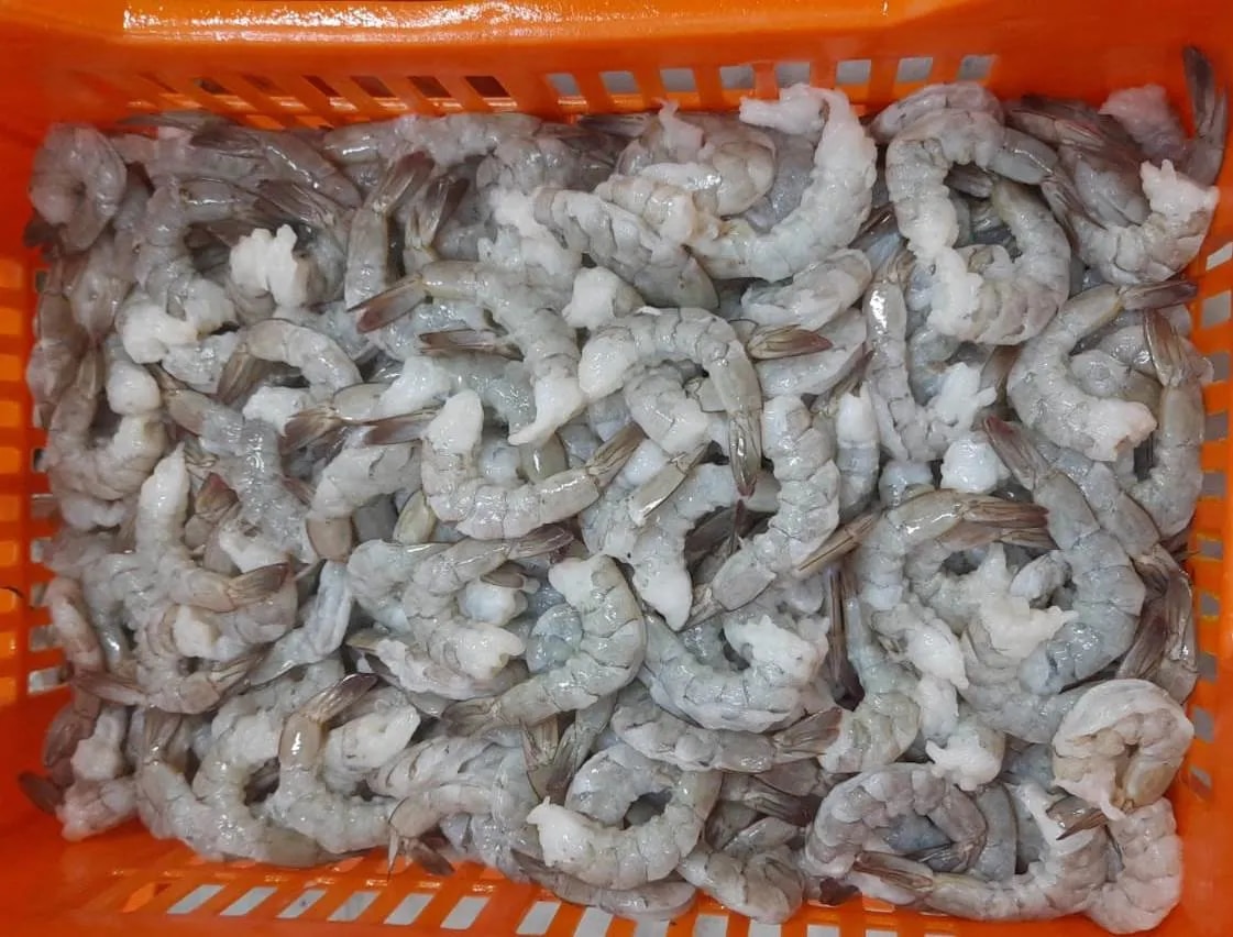 PDTO A2 DARK COLOUR SHRIMPS image 1