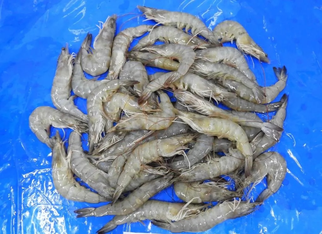 Head on Vannamei shrimps (Block) image 1