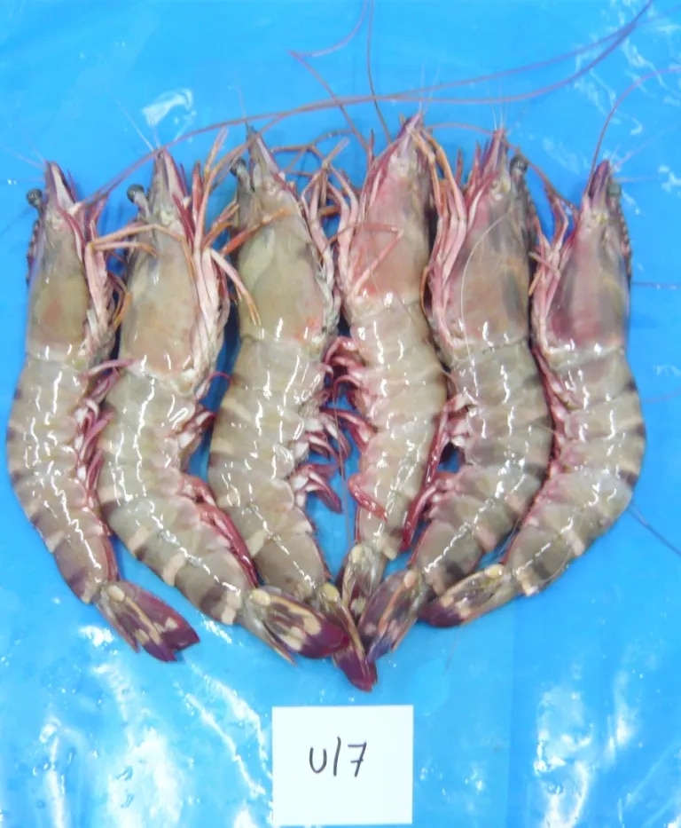 Head on Sea Tiger Shrimps (Grade-1) image 1