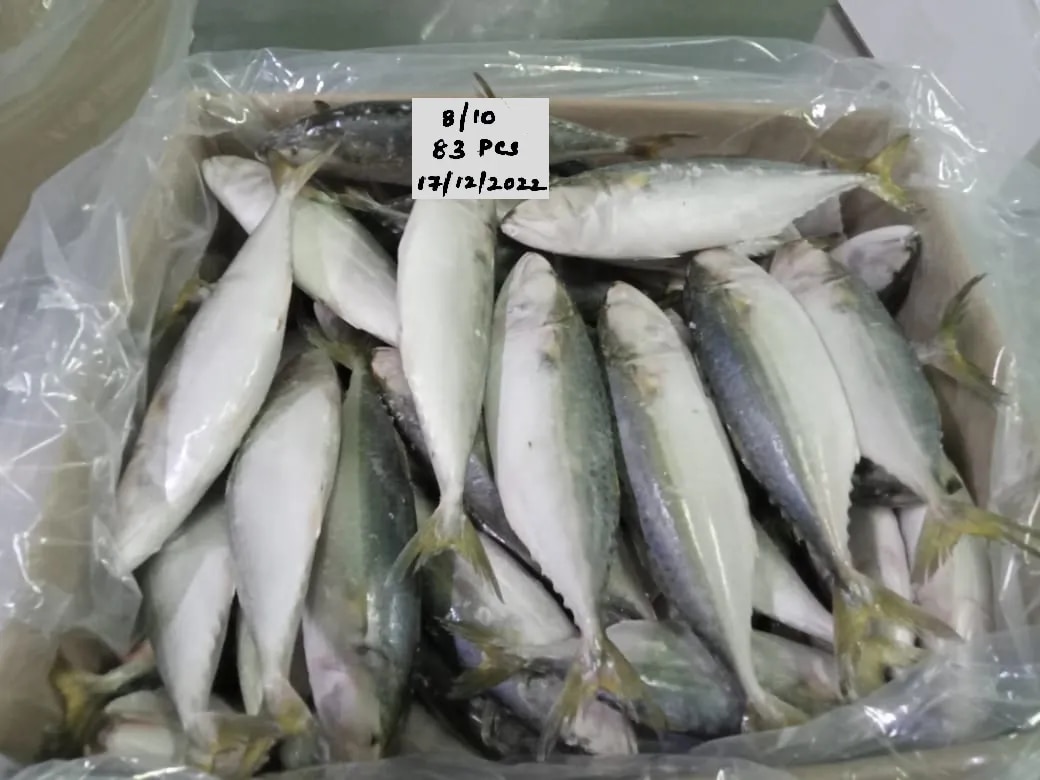 Indian Mackerel fish (IQF) image 1