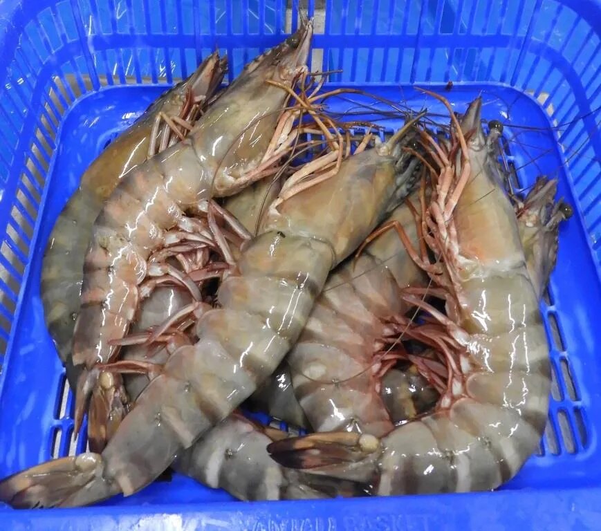 Head on Sea Tiger shrimps image 1