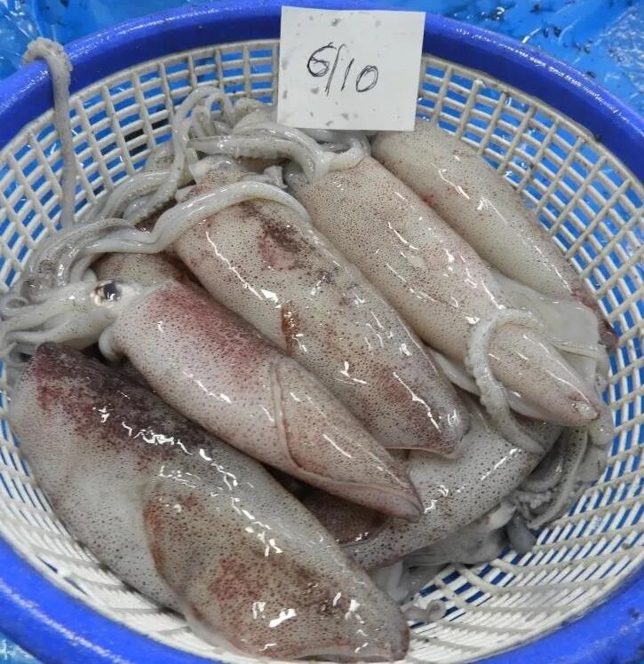 Squid fish whole image 1