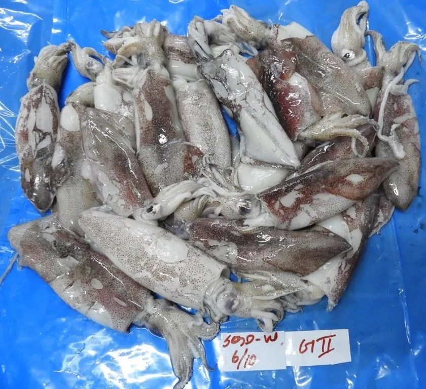 Squid whole G2(Loligo) image 1