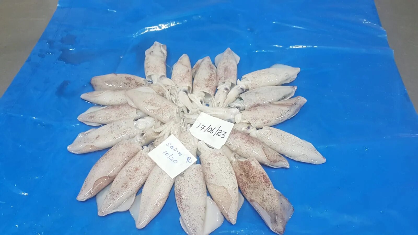 Squid whole G1 image 1