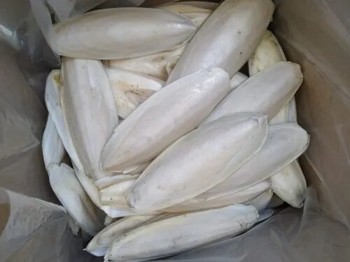 Cuttlefish Bone image 1