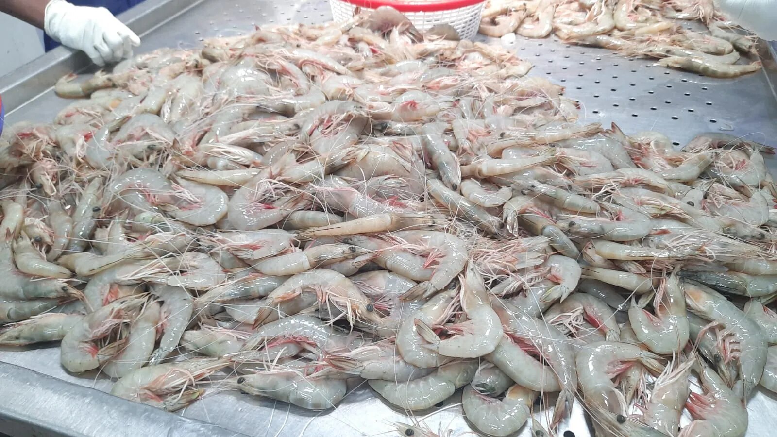 Head on white shrimps/prawns image 1