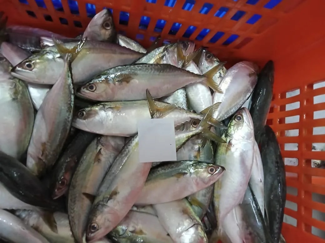 Indian Mackerel fish (IQF) image 1